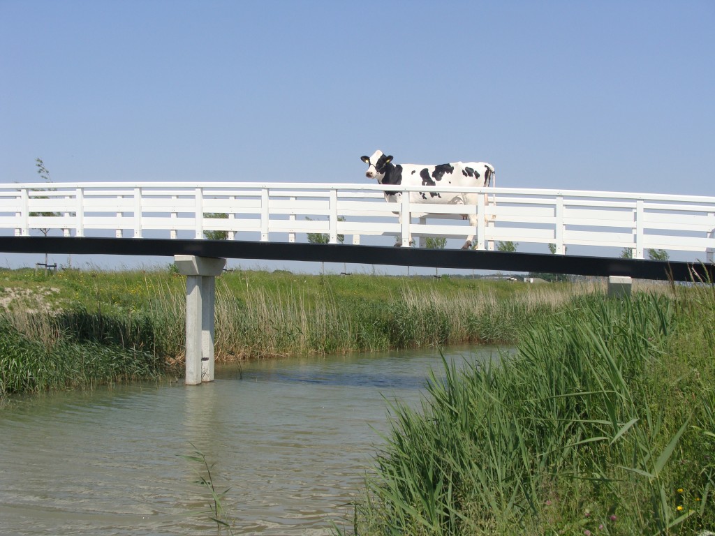 Volgt Mina 281 Bea 111 op als mooiste koe van de Zuid-Hollandse Eilanden?