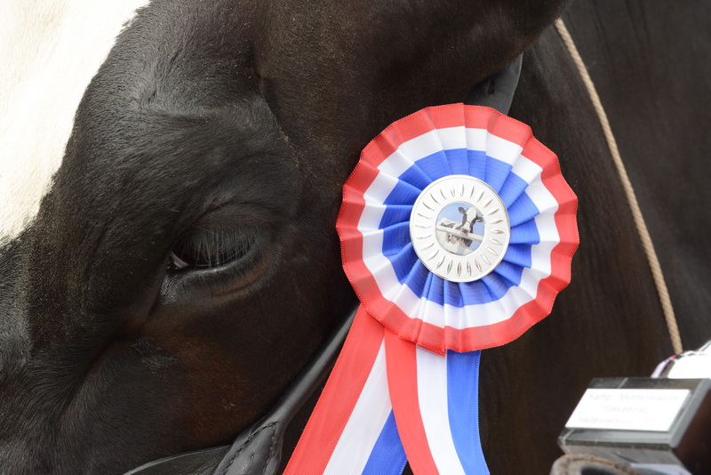Wekken Holstein Carla 109 is de mooiste koe van de Zuid-Hollandse Eilanden