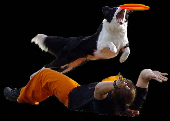 Wel eens een hond een frisbee zien vangen? Tijdens de Fokveedag zal het de Heenvlietse groep Endless Dog Fun deze sport, want dat is het, demonstreren.