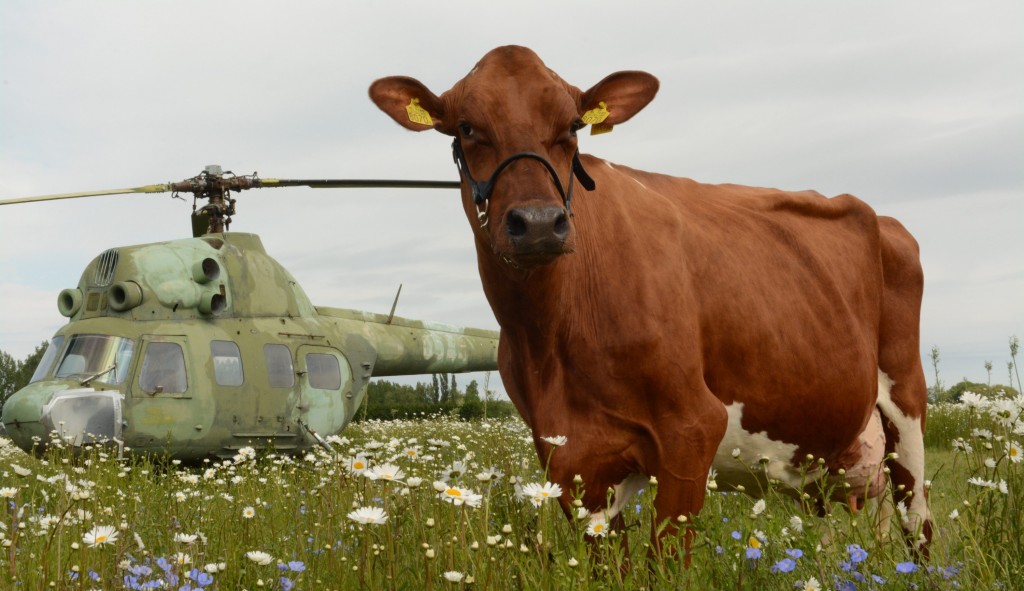 Dit jaar is Herma onze Fokveedag Promotie-koe. Geschoren en gewassen poseerde de roodbonte Herma van de familie Eikelenboom uit Abbenbroek, op het terrein waar straks het themapark Historyland zal verschijnen.